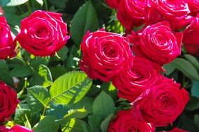 Blooming Rosebush in Garden