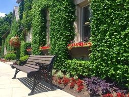 bench near the building with green plants on the walls