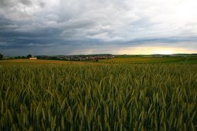 start of a thunderstorm over a grain field