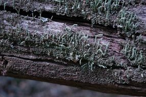 Moss on the bark on a blurred background