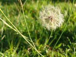 lonely fluffy dandelion on a green field