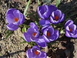 beauty Crocus Flower