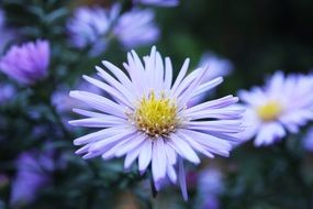 tender white purple blossom macro photo on a blurred background