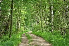 dirt road amidst dense green forest