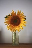 sun flower decoration