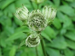 plant with green inflorescences close-up
