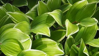 Green foliage on bush