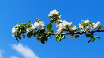 white Apple Blossom sky view