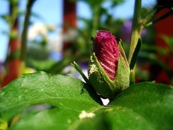 Flower red bud Plant Light