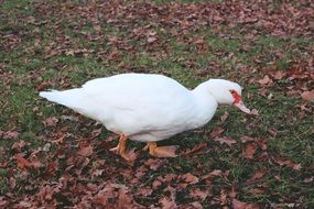 Duck Foraging