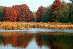 Autumn forest reflection in a river