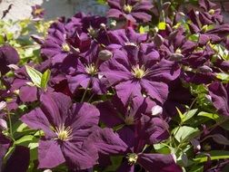 Violet Clematis