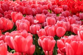 flower bed with red tulips close-up