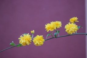 yellow flowers on a stem on a purple background