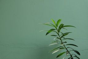 Green plant against the green wall