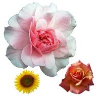 isolated garden flowers on a white background