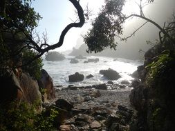 wildlife near the sea