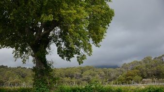 cloudy sky over trees among a picturesque landscape