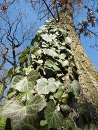 green ivy on a tree trunk