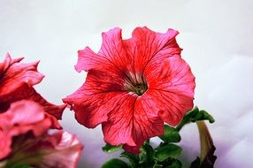 picturesque Spring red Rosa