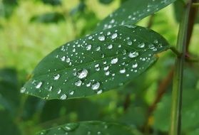 green Leaves with Water Droplets