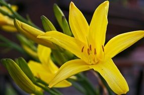 intense color of the daylily