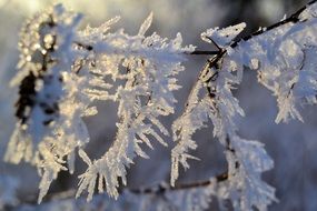 icy branches