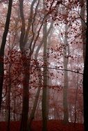 photo of red mystic autumn forest