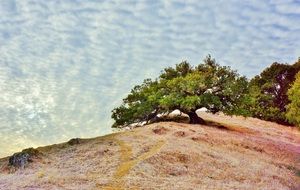 green trees on a hill at Mount Tamalpais State Park