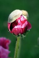 red poppy buds close-up
