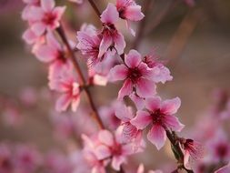 almond tree in pink bloom
