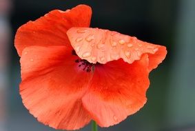 red poppy in water drops