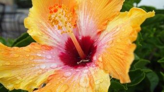 Yellow Flower bloom macro photo