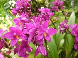 Pink orchid flowers blossom in the forest