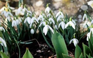 White snowdrop flowers bloom