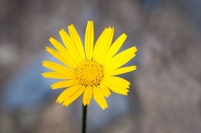 yellow wild flower close-up