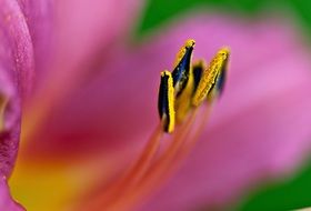 pink lily close-up on a blurred background