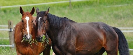 Two thoroughbred horses are munching grass