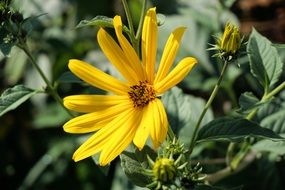 yellow flowers with buds close-up