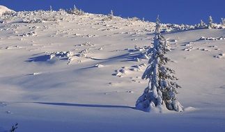 Wintry snow-covered trees