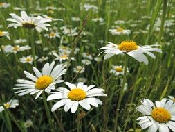 romantic chamomile field