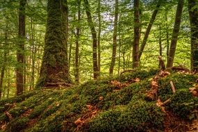 Moss on the tree and the ground in the forest