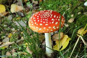 fly agaric mushroom in autumn forest