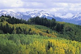 fascinating Mountain Fall Leaves