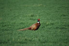 pheasant on the green grass on the prairie