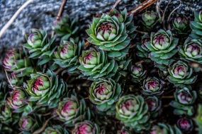 many fleshy plants with red veins