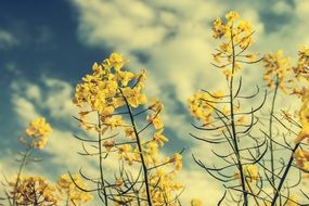 rapeseed flowers against the sky with white clouds