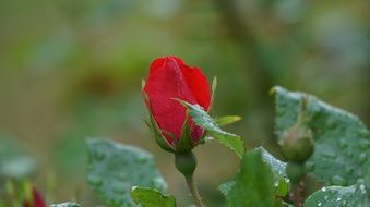 red rose on a bush in drops of water