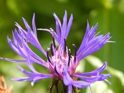 Blue Mountain Knapweed flower in Garden