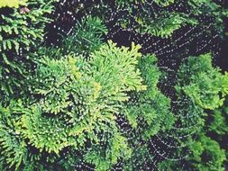 Raindrops on the cobweb on the Cypress Tree